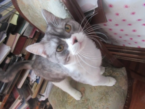 Kater nur in der Wohnung