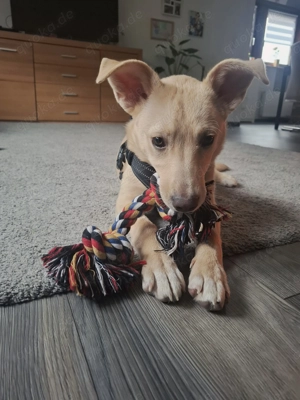 Junge Hündin zu verkaufen 