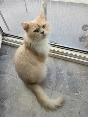 Perser Kater 1,5 Jahre alt