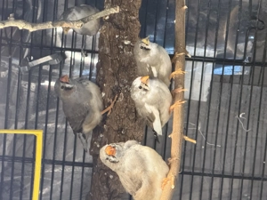 Zebrafinken Nachwuchs