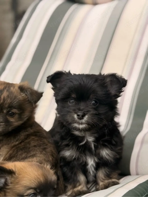 Exklusive Malchipoo Welpen aus verantwortungsvoller Familienaufzucht 