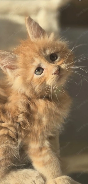 Typvolle Maine Coon Kitten aus liebevoller Aufzucht abzugeben