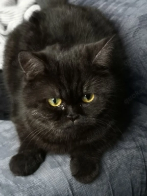 Dingend einjährige British kurzhaar Katze  Bild 2