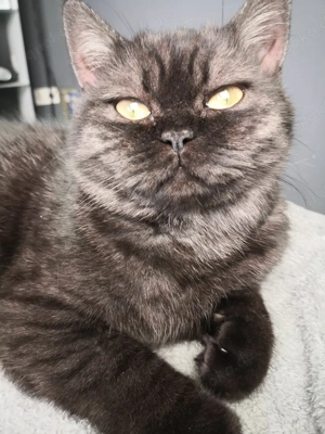 Britisch kurzhaar Dame 