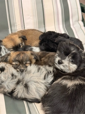 Malchipoo Welpen suchen 5 Sterne zuahuse