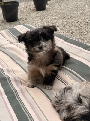 Traumhafte Malchipoo Welpen aus liebevoller Familienaufzucht