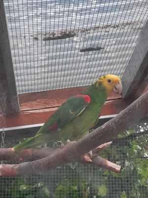 Doppelgelbkopfamazonen!