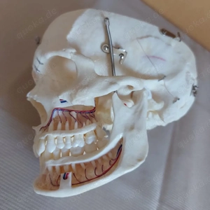 Schädel Mensch | Humanschädel | Anatomie | Medizin | Osteopathie