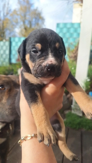 Mischlingswelpen zu Verkaufen