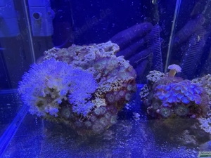 korallen zum tauschen