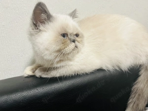 Wunderschönes exotisches Perserkätzchen mit EU-Pass sucht neues Zuhause 