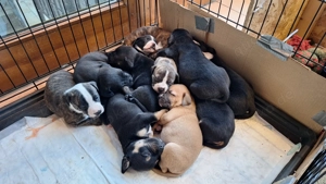 American Bully xl mix zu verkaufen