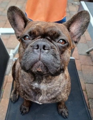 franz. Bulldogge Hündin