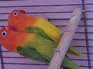 pfirsichköpfchen paar