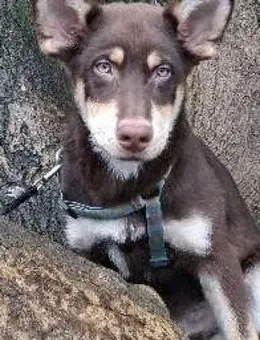 Hirtenhund Mailow "Ungarischer Mudi" 5 Monate jung