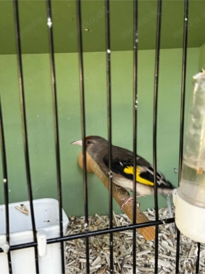 stieglitz grau kopf weibchen 