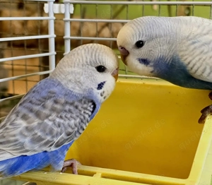 Junge Wellensittiche