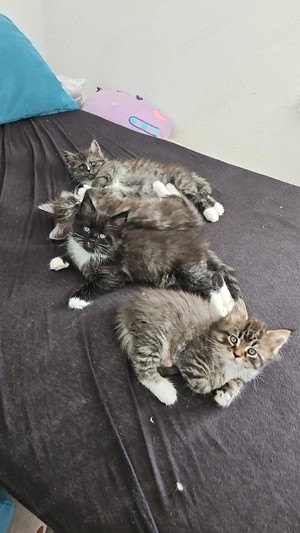 Maine Coon Mix Kitten