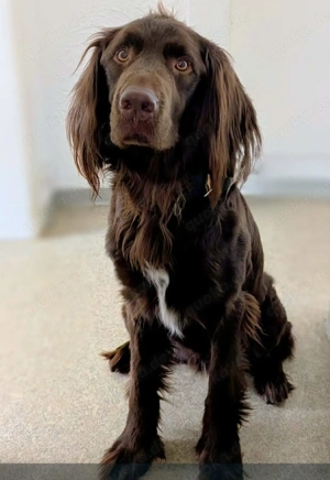 Der schöne Bailey sucht seine Menschen 