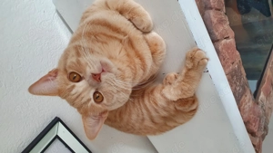 Bkh kater rot  Orange 