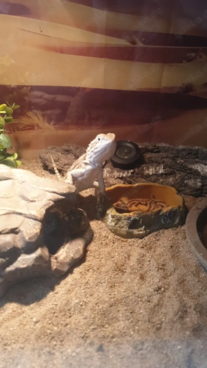 zwergbartagam 2025  der letzte sucht noch ein liebe volles zuhause 