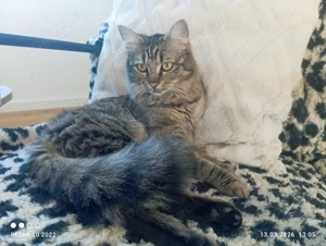 Katzen Weibchen 2 x Geschwister 