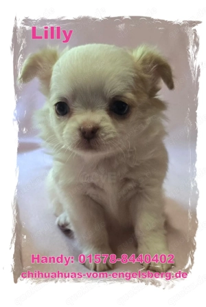 Wunderschöne Chihuahua Welpen aus langhjähriger Zucht!