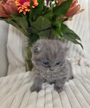 Blaues Perser Kind sucht ab Mai Kuschelpersonal  Bild 7