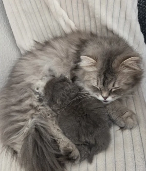 Blaues Perser Kind sucht ab Mai Kuschelpersonal  Bild 8