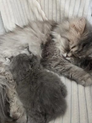 Blaues Perser Kind sucht ab Mai Kuschelpersonal  Bild 9