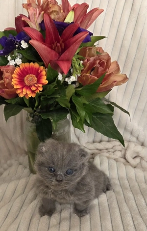 Blaues Perser Kind sucht ab Mai Kuschelpersonal  Bild 6