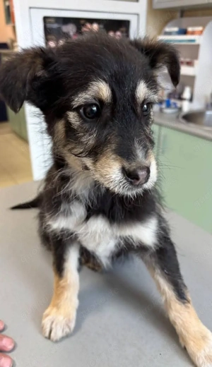 Stina Welpen Mischlingshündin 