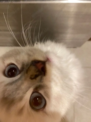 britisch Kurzhaarkatze