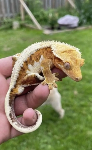 Suche Kronen gecko 