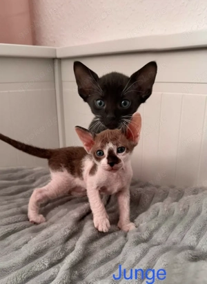 Zucker sysse katzen Babys jungtiere geimpft mit Papieren sofott abholbereit