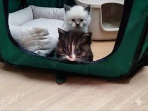 Hübsche Maine Coon Ragdoll Mischlinge 