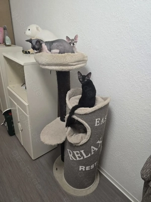 Zucker süssen Baby Katzen abzugeben