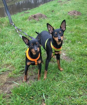Prager Rattler  Weiblich Black and tan- Abgabebereit  Bild 2