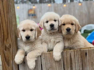 Gut aufgezogene männliche und weibliche Golden-Retriever-Welpen