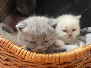 Zwei kleine Kater reinrassige Britisch Kurzhaar Katzen (BKH).