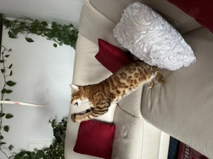 Wunderschöne Bengal, Katze