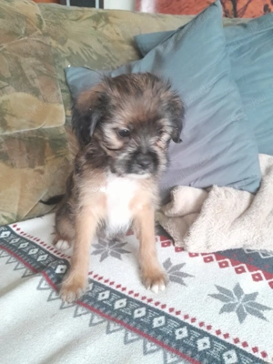 Shih-Tzu Yorkshiremixwelpen