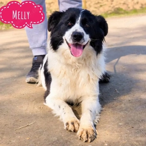 Melly, bezaubernd schöne Tornjak Mix Hündin