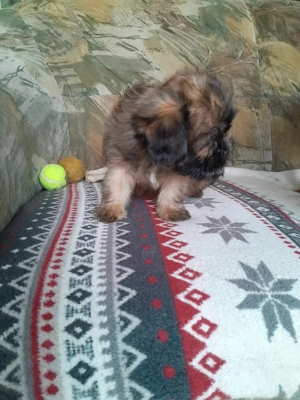 Shih-Tzu Yorkshiremixwelpen