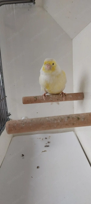 gelbmosaik Kanarienvögel 