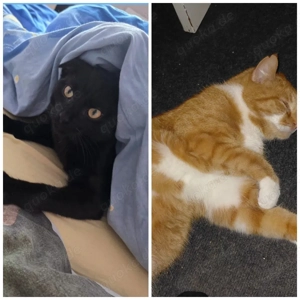 2 kater abzugeben