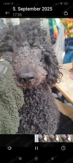 Königspudelhündin traum Charakter