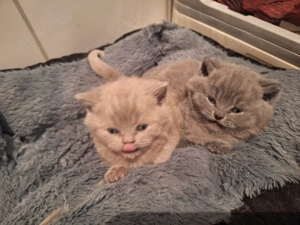 Bkh katzen Reinrassig 