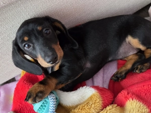 Zwergdackel Mädchen 10 Wochen alt sucht libesvoles Zuhause   