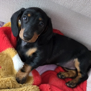 Zwergdackel Mädchen 10 Wochen alt sucht libesvoles Zuhause   